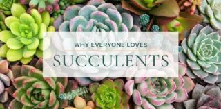 Elegant-Succulents-blog