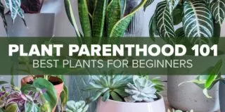 FM4-Bold—Plant-Parenthood—Blog